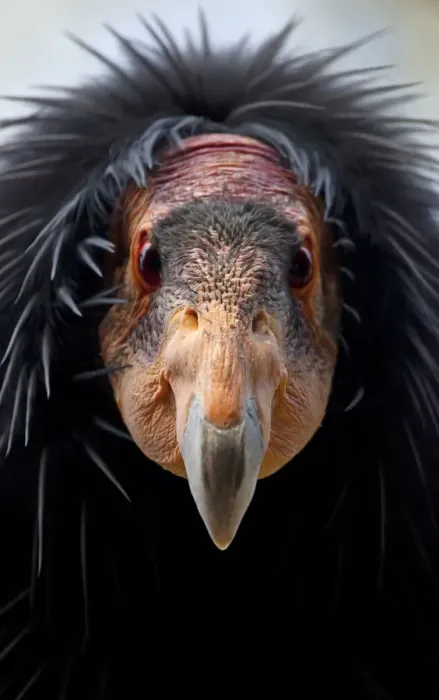 Framed Print : California condor (Gymnogyps californianus), IUCN Critically Endangered, captive Framed Print : California condor (Gymnogyps californianus), IUCN Critically Endangered, captive
