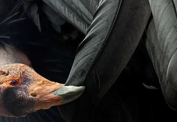 California condor (Gymnogyps californianus) preening, IUCN Critically Endangered, captive