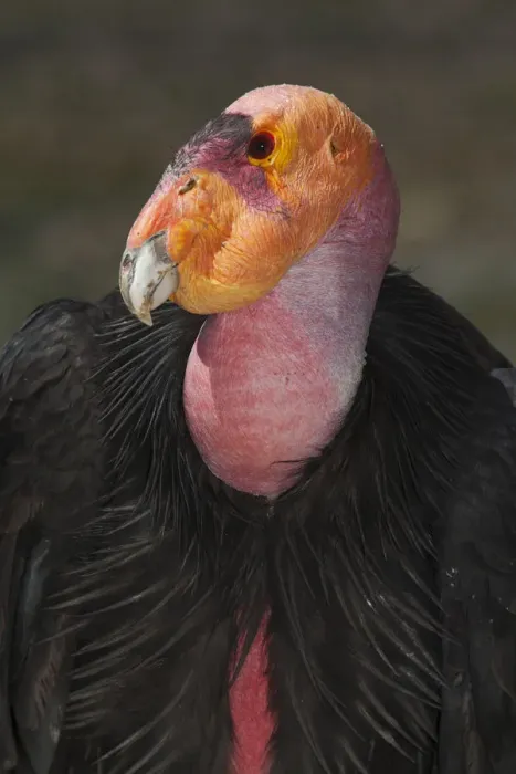 Framed Print : California condor (Gymnogyps californianus), portrait. California condor recovery program Framed Print : California condor (Gymnogyps californianus), portrait. California condor recovery program