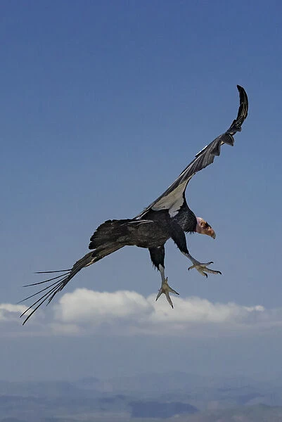 California condor (Gymnogyps californianus) in flight. Near San Pedro Martir National