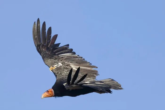 Framed Print : California condor (Gymnogyps californianus) in flight, wings radio tagged Framed Print : California condor (Gymnogyps californianus) in flight, wings radio tagged