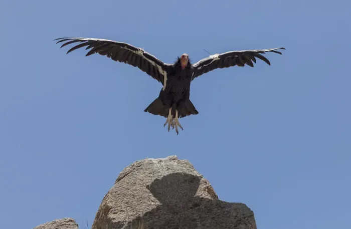 Framed Print : California Condor (Gymnogyps californianus) in flight. California condor recovery program Framed Print : California Condor (Gymnogyps californianus) in flight. California condor recovery program