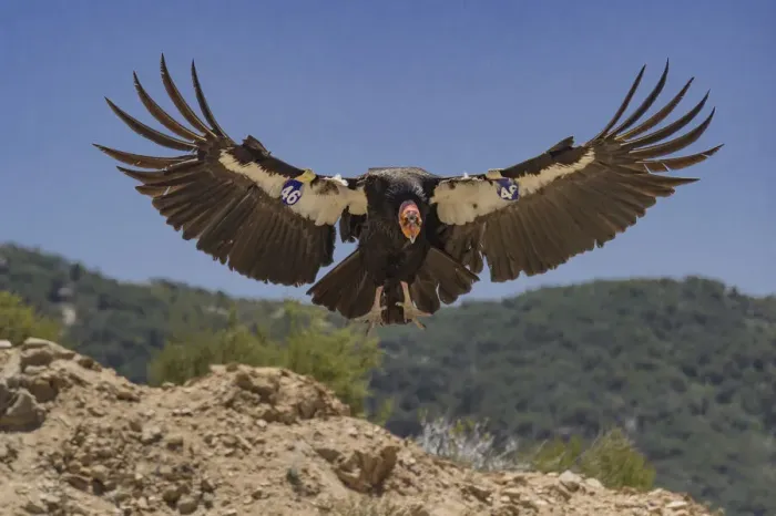 Framed Print : California condor (Gymnogyps californianus) landing, forest in background Framed Print : California condor (Gymnogyps californianus) landing, forest in background