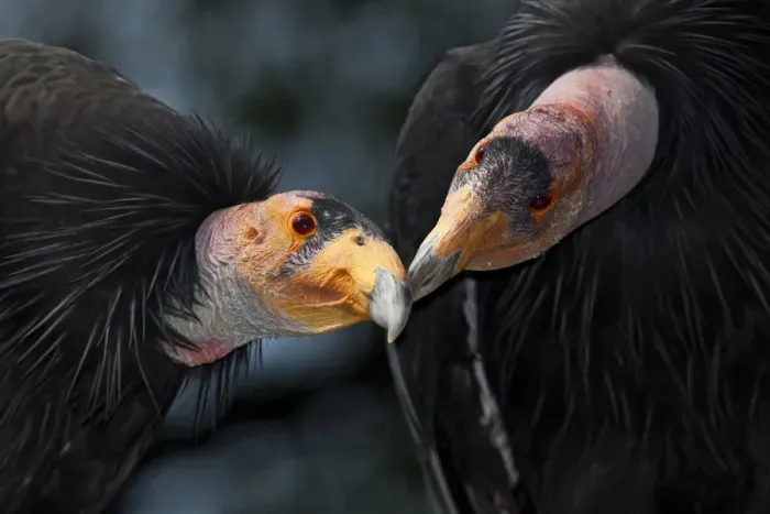 Framed Print : California condors (Gymnnogyps californicus) interacting. Captive. Endangered species