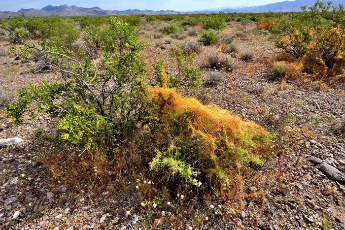 Framed Print : California dodder (Cuscuta californica) a plant parasite, growing on Creosote bush (Larrea tridentata), Amargosa desert, Nevada, USA. May Framed Print : California dodder (Cuscuta californica) a plant parasite, growing on Creosote bush (Larrea tridentata), Amargosa desert, Nevada, USA. May