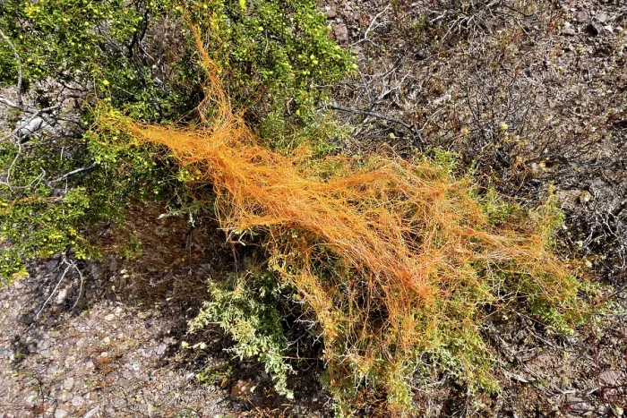 Framed Print : California dodder (Cuscuta californica) a plant parasite, growing on Creosote bush (Larrea tridentata), Amargosa desert, Nevada, USA. May Framed Print : California dodder (Cuscuta californica) a plant parasite, growing on Creosote bush (Larrea tridentata), Amargosa desert, Nevada, USA. May