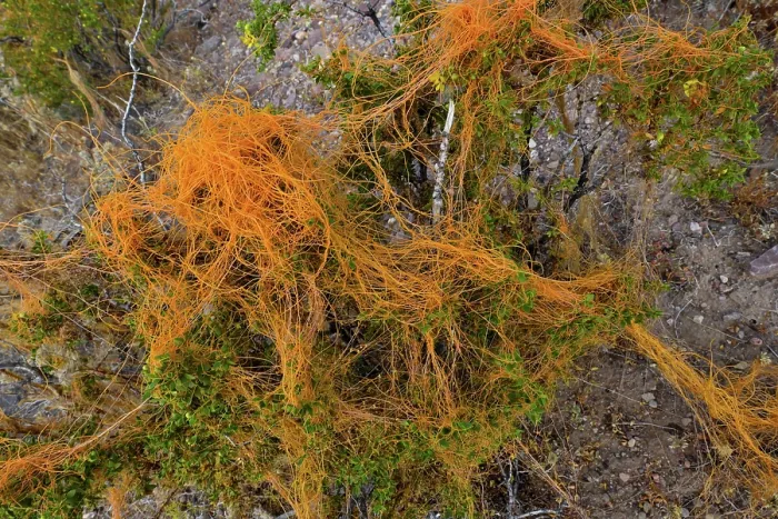Framed Print : California dodder (Cuscuta californica) a plant parasite, growing on Creosote bush (Larrea tridentata), Amargosa desert, Nevada, USA. May Framed Print : California dodder (Cuscuta californica) a plant parasite, growing on Creosote bush (Larrea tridentata), Amargosa desert, Nevada, USA. May