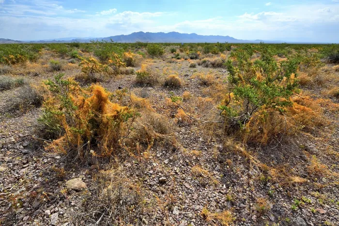 Framed Print : California dodder (Cuscuta californica) a plant parasite, growing on Creosote bush (Larrea tridentata), Amargosa desert, Nevada, USA. May Framed Print : California dodder (Cuscuta californica) a plant parasite, growing on Creosote bush (Larrea tridentata), Amargosa desert, Nevada, USA. May