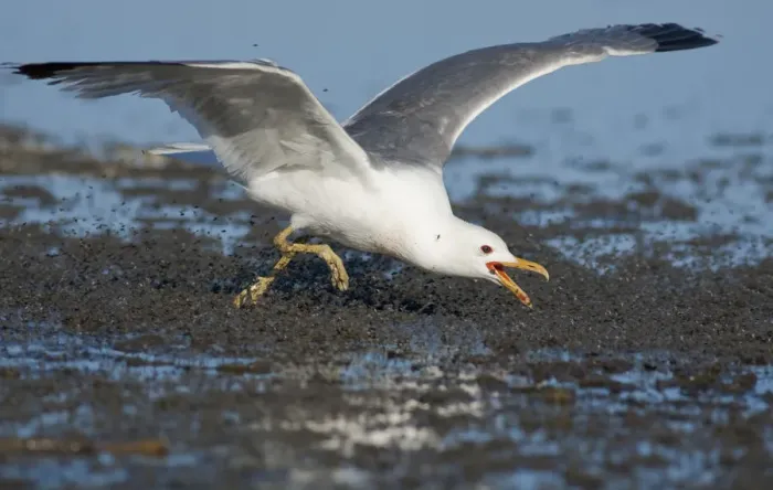 Framed Print : California Gull (Larus californicus), foraging for alkali flies (Ephydra hians) by Framed Print : California Gull (Larus californicus), foraging for alkali flies (Ephydra hians) by