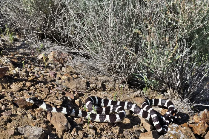 Framed Print : California kingsnake (Lampropeltis californiae) resting among desert rocks, Arizona, USA Framed Print : California kingsnake (Lampropeltis californiae) resting among desert rocks, Arizona, USA