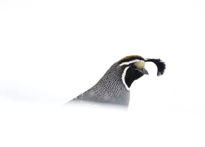 Framed Print : California quail (Callipepla californica), male emerging from behind snowbank in winter Framed Print : California quail (Callipepla californica), male emerging from behind snowbank in winter