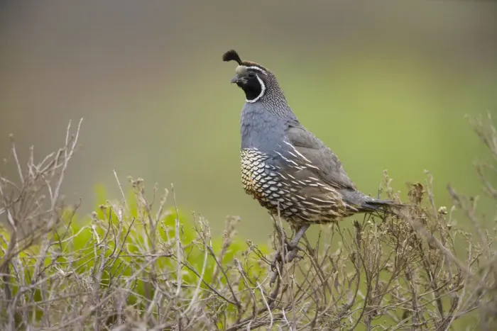 Framed Print : California Quail (Callipepla californica), adult male perched on bush, acting as sentinel Framed Print : California Quail (Callipepla californica), adult male perched on bush, acting as sentinel