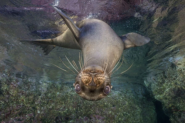 California sea lion (Zalophus californianus) looking down from the surface. Los Islotes