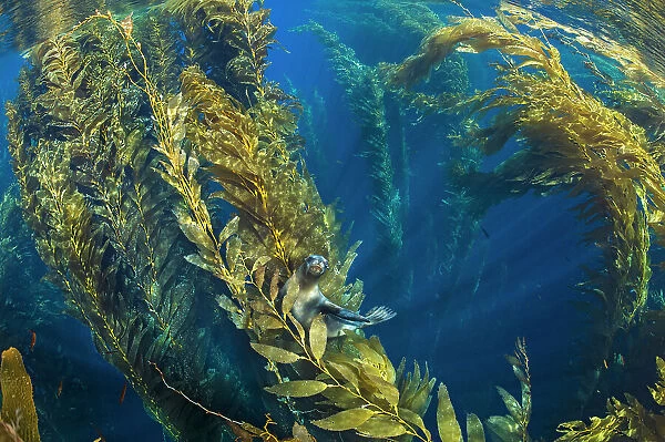 California sea lion (Zalophus californianus) resting in the canopy of a forest of giant kelp (Macrocystis pyrifera). Santa Barbara Island, Channel Islands. Los Angeles, California, United States of America. North East Pacific Ocean