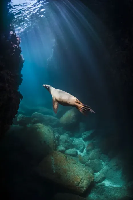 Framed Print : California sea lion (Zalophus californianus) adult female swimming through sunbeams in an Framed Print : California sea lion (Zalophus californianus) adult female swimming through sunbeams in an