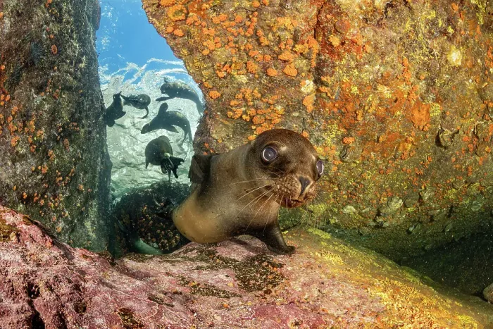 Framed Print : California sea lion (Zalophus californianus) close up with group playing in shallow water behind, Espiritu Santo Island, Baja California, Mexico, Sea of Cortez