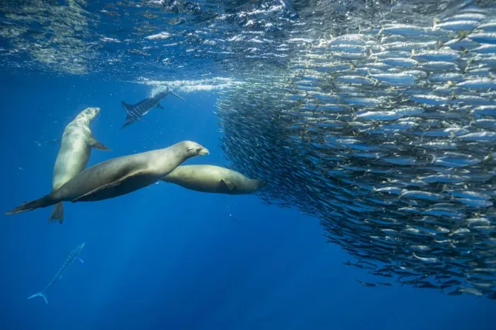 Framed Print : California sea lion (Zalophus californianus) feeding on Sardine bait ball (Sardinops sagax). West Coast of Baja California Peninsula, Mexico. Pacific Ocean Framed Print : California sea lion (Zalophus californianus) feeding on Sardine bait ball (Sardinops sagax). West Coast of Baja California Peninsula, Mexico. Pacific Ocean