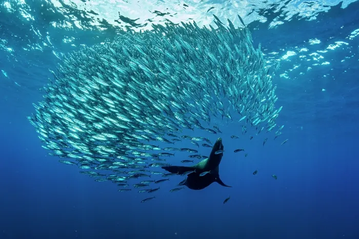 Framed Print : California sea lion (Zalophus californianus) hunting a baitball of Sardines (Sardinops sagax), La Ventana, Sea of Cortez, Baja California, Mexico Framed Print : California sea lion (Zalophus californianus) hunting a baitball of Sardines (Sardinops sagax), La Ventana, Sea of Cortez, Baja California, Mexico