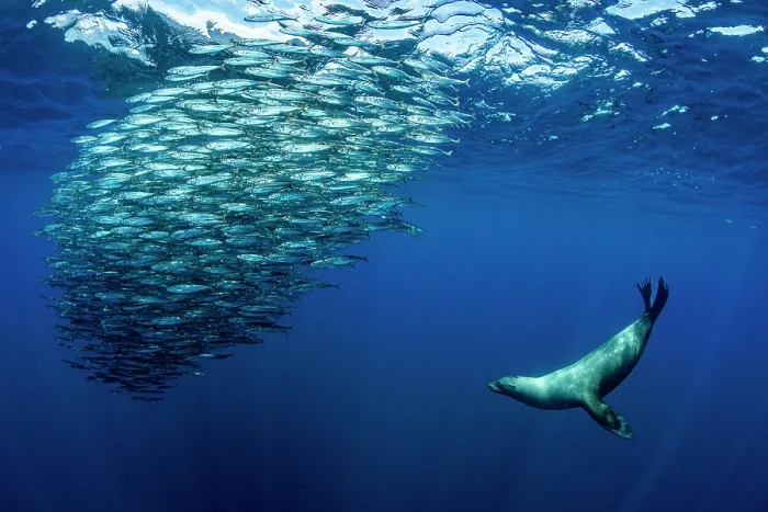 Framed Print : California sea lion (Zalophus californianus) hunting a baitball of Sardines (Sardinops sagax), La Ventana, Sea of Cortez, Baja California, Mexico Framed Print : California sea lion (Zalophus californianus) hunting a baitball of Sardines (Sardinops sagax), La Ventana, Sea of Cortez, Baja California, Mexico