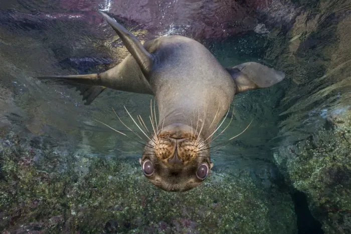 Framed Print : California sea lion (Zalophus californianus) looking down from the surface. Los Islotes