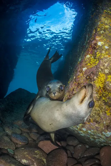 Framed Print : California sea lion (Zalophus californianus) pups in an underwater cave. Los Islotes Framed Print : California sea lion (Zalophus californianus) pups in an underwater cave. Los Islotes