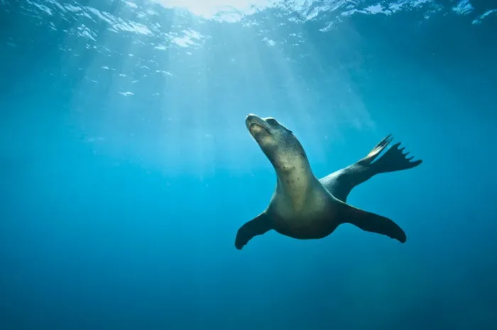Framed Print : California Sea lion (Zalophus californianus) swimming in open water. La Paz, Baja California Mexico Framed Print : California Sea lion (Zalophus californianus) swimming in open water. La Paz, Baja California Mexico