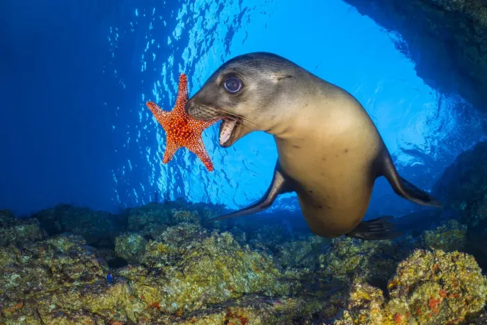 Framed Print : California sea lion (Zalophus californianus) uses a Panamic cushion star Framed Print : California sea lion (Zalophus californianus) uses a Panamic cushion star