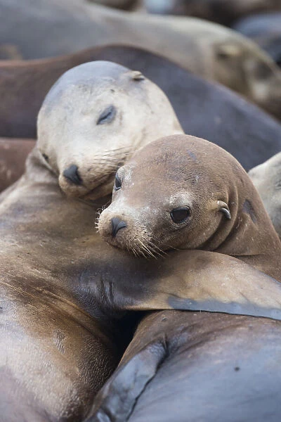 California sea lions (Zalophus californianus) two resting with flippers round each other