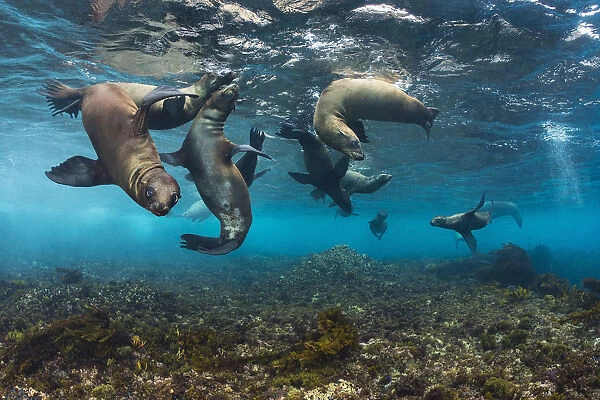 California sea lions (Zalophus californianus) babies playing in the safety of shallow water