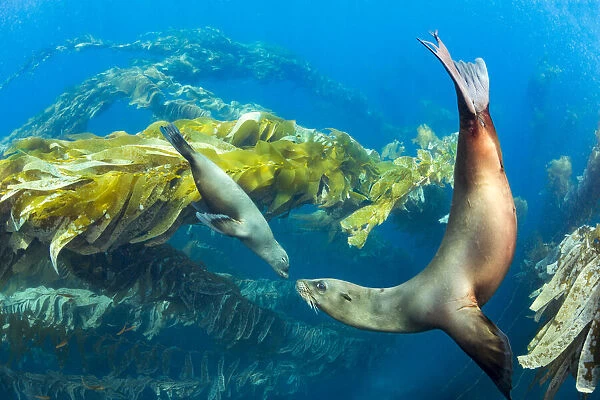 California sea lions (Zalophus californianus) playing in a kelp forest off Santa Barbara