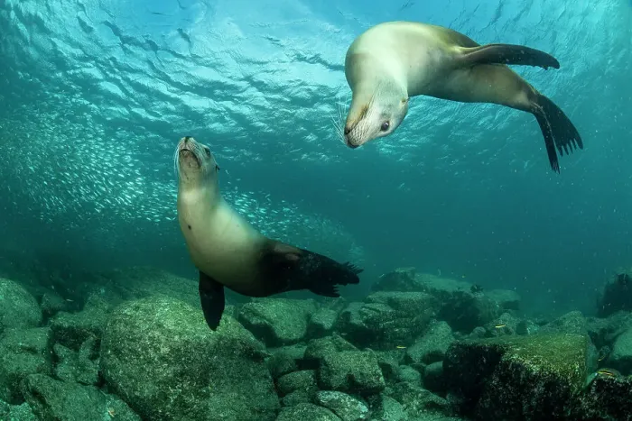 Framed Print : Two California sea lions (Zalophus californianus) playing, Espiritu Santo Island, Baja California, Mexico, Sea of Cortez Framed Print : Two California sea lions (Zalophus californianus) playing, Espiritu Santo Island, Baja California, Mexico, Sea of Cortez