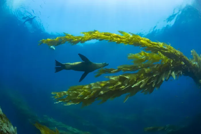 Framed Print : California sea lions (Zalophus californianus) playing in a kelp forest off Santa Barbara Island Framed Print : California sea lions (Zalophus californianus) playing in a kelp forest off Santa Barbara Island