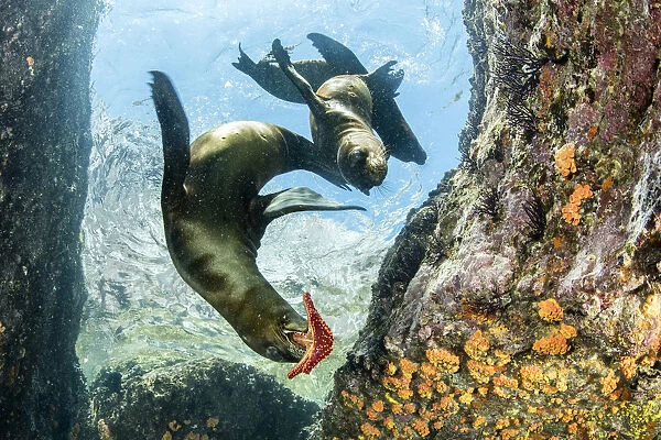 California sealion, (Zalophus californianus), playing with seastar, Los Islotes, Sea of Cortez