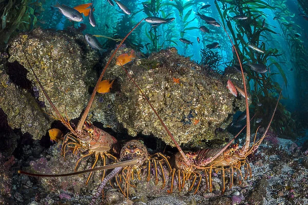 Four California spiny lobsters (Panulirus interruptus) shelter beneath a boulder in a kelp forest