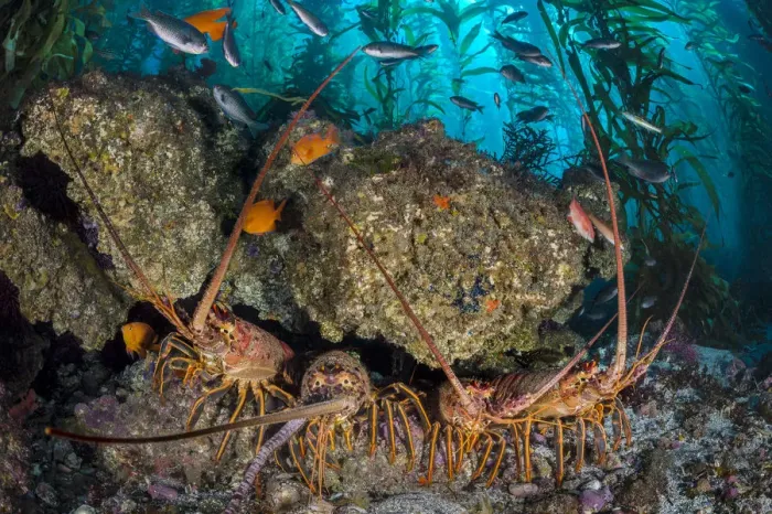 Framed Print : Four California spiny lobsters (Panulirus interruptus) shelter beneath a boulder in a kelp forest Framed Print : Four California spiny lobsters (Panulirus interruptus) shelter beneath a boulder in a kelp forest