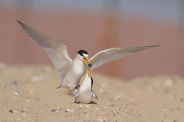 California least terns (Sternula antillarum browni) mating on the beach - male feeding