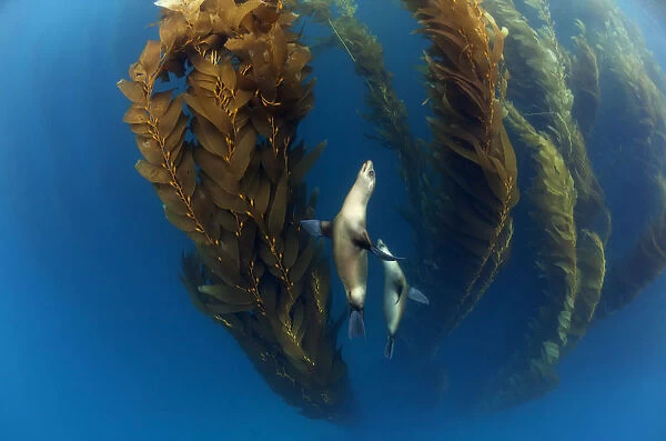 Californian sea lion (Zalophus californianus) in Giant kelp (Macrocystis pyrifera) forest