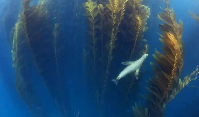 Framed Print : Californian sea lion (Zalophus californianus) in Giant kelp (Macrocystis pyrifera) forest Framed Print : Californian sea lion (Zalophus californianus) in Giant kelp (Macrocystis pyrifera) forest