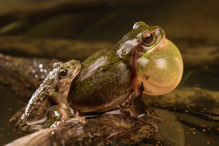 Framed Print : Calling Mediterranean treefrog (Hyla meridionalis) male mistakenly grasped by a male Parsley frog (Pelodytes punctatus) in amplexus during spawning, Liguria, Italy Framed Print : Calling Mediterranean treefrog (Hyla meridionalis) male mistakenly grasped by a male Parsley frog (Pelodytes punctatus) in amplexus during spawning, Liguria, Italy