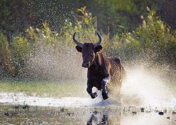 Camargue bull (Bos taurus) Running through marshland, Camargue, France. October