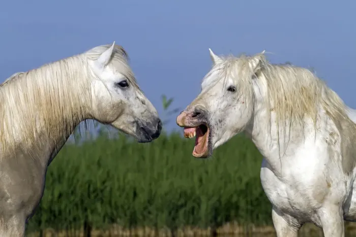 Framed Print : Camargue horse, two, one with mouth open. Bouches du Rhone, France May Framed Print : Camargue horse, two, one with mouth open. Bouches du Rhone, France May