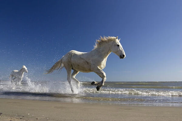 Camargue horses (Equus caballus) running in water at beach, Camargue, France, April