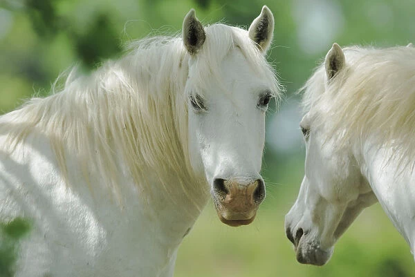 Two Camargue horses (Equus caballus), Camargue, France, May