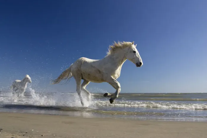 Framed Print : Camargue horses (Equus caballus) running in water at beach, Camargue, France, April Framed Print : Camargue horses (Equus caballus) running in water at beach, Camargue, France, April