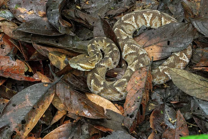 Framed Print : Cambell's toadheaded viper (Bothrocophias campbelli) camouflaged in leaf-litter, cloud forest, Mindo area, Pacific slope, Ecuador. Controlled conditions Framed Print : Cambell's toadheaded viper (Bothrocophias campbelli) camouflaged in leaf-litter, cloud forest, Mindo area, Pacific slope, Ecuador. Controlled conditions