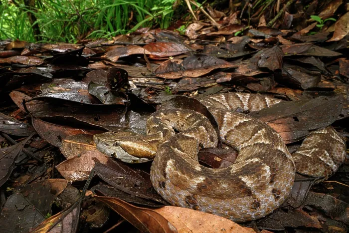 Framed Print : Cambell's toadheaded viper (Bothrocophias campbelli) camouflaged in leaf-litter in cloud forest, Mindo area, Paciific slope, Ecuador. Controlled conditions Framed Print : Cambell's toadheaded viper (Bothrocophias campbelli) camouflaged in leaf-litter in cloud forest, Mindo area, Paciific slope, Ecuador. Controlled conditions