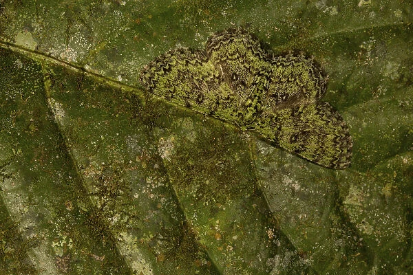 Camouflaged moth on a leaf tropical rainforest, Borneo, Malaysia