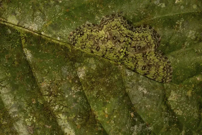 Framed Print : Camouflaged moth on a leaf tropical rainforest, Borneo, Malaysia Framed Print : Camouflaged moth on a leaf tropical rainforest, Borneo, Malaysia