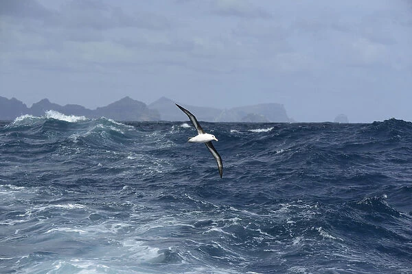 Campbell albatross (Diomedea melanophrys impavida) over sea south of Campbell Islands
