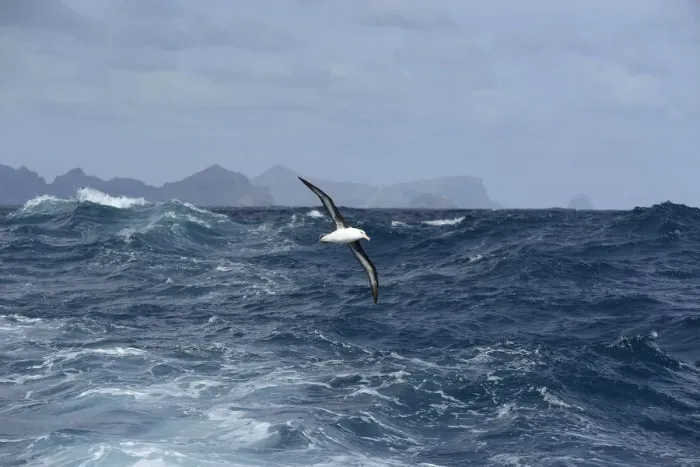 Framed Print : Campbell albatross (Diomedea melanophrys impavida) over sea south of Campbell Islands Framed Print : Campbell albatross (Diomedea melanophrys impavida) over sea south of Campbell Islands